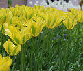 Тюльпан Йеллоу Спринггрин (Tulipa Yellow Springgreen) — фото 3