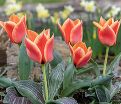 Тюльпан Калипсо (Tulipa Calypso) — фото 2