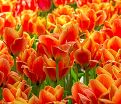 Тюльпан Калипсо (Tulipa Calypso) — фото 3