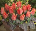 Тюльпан Калипсо (Tulipa Calypso) — фото 4