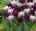 Тюльпан Камминс (Tulipa Cummins) — фото 3
