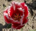 Тюльпан Канаста (Tulipa Canasta) — фото 2