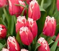 Тюльпан Канаста (Tulipa Canasta) — фото 3