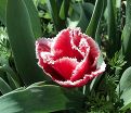 Тюльпан Канаста (Tulipa Canasta) — фото 6