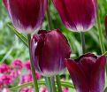 Тюльпан Канзас Прауд (Tulipa Kansas Proud) — фото 2