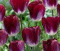 Тюльпан Канзас Прауд (Tulipa Kansas Proud) — фото 3
