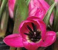 Тюльпан карликовый (Tulipa pulchella humilis) — фото 2