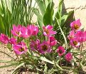 Тюльпан карликовый (Tulipa pulchella humilis) — фото 4