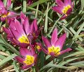 Тюльпан карликовый (Tulipa pulchella humilis) — фото 5