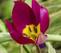 Тюльпан карликовый Персиан Перл (Tulipa pulchella Persian Pearl) — фото 2