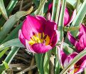 Тюльпан карликовый Персиан Перл (Tulipa pulchella Persian Pearl) — фото 4