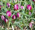 Тюльпан карликовый Персиан Перл (Tulipa pulchella Persian Pearl) — фото 5