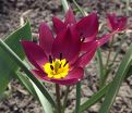 Тюльпан карликовый Персиан Перл (Tulipa pulchella Persian Pearl) — фото 6
