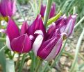 Тюльпан карликовый Персиан Перл (Tulipa pulchella Persian Pearl) — фото 7