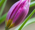 Тюльпан карликовый Персиан Перл (Tulipa pulchella Persian Pearl) — фото 9