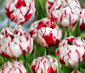 Тюльпан Карнавал де Ницца (Tulipa Carnaval De Nice) — фото 3
