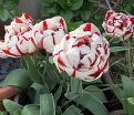 Тюльпан Карнавал де Ницца (Tulipa Carnaval De Nice) — фото 4