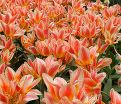 Тюльпан Квебек (Tulipa Quebec) — фото 5