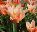 Тюльпан Квебек (Tulipa Quebec) — фото 6