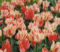 Тюльпан Квебек (Tulipa Quebec) — фото 7