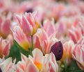 Тюльпан Квебек (Tulipa Quebec) — фото 8