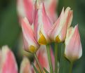 Тюльпан Квебек (Tulipa Quebec) — фото 9