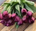 Тюльпан Кёрли Сью (Tulipa Curly Sue) — фото 2