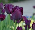 Тюльпан Кёрли Сью (Tulipa Curly Sue) — фото 4