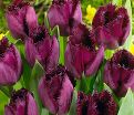 Тюльпан Кёрли Сью (Tulipa Curly Sue) — фото 5