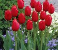 Тюльпан Кингсблад (Tulipa Kingsblood) — фото 2