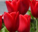 Тюльпан Кингсблад (Tulipa Kingsblood) — фото 3