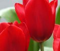 Тюльпан Кингсблад (Tulipa Kingsblood) — фото 4