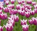 Тюльпан Клаудия (Tulipa Claudia) — фото 3