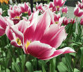 Тюльпан Клаудия (Tulipa Claudia) — фото 4