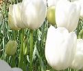 Тюльпан Клиаруотер (Tulipa Clearwater) — фото 2