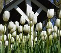 Тюльпан Клиаруотер (Tulipa Clearwater) — фото 4