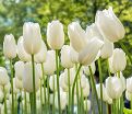 Тюльпан Клиаруотер (Tulipa Clearwater) — фото 5
