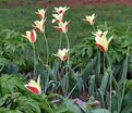 Тюльпан Клузиуса (Tulipa clusiana) — фото 2