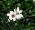 Тюльпан Клузиуса (Tulipa clusiana) — фото 3