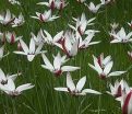 Тюльпан Клузиуса (Tulipa clusiana) — фото 4
