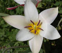 Тюльпан Клузиуса (Tulipa clusiana) — фото 5