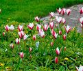 Тюльпан Клузиуса Пепперминт Стик (Tulipa clusiana Peppermint Stick) — фото 2