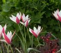 Тюльпан Клузиуса Пепперминт Стик (Tulipa clusiana Peppermint Stick) — фото 3