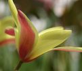 Тюльпан Клузиуса Синтия (Tulipa clusiana Cynthia) — фото 2