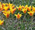 Тюльпан Клузиуса Синтия (Tulipa clusiana Cynthia) — фото 3