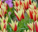 Тюльпан Клузиуса Синтия (Tulipa clusiana Cynthia) — фото 4