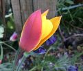 Тюльпан Клузиуса Синтия (Tulipa clusiana Cynthia) — фото 6