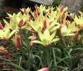 Тюльпан Клузиуса Синтия (Tulipa clusiana Cynthia) — фото 7