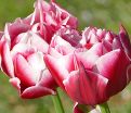 Тюльпан Коламбус (Tulipa Columbus) — фото 2