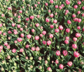 Тюльпан Коламбус (Tulipa Columbus) — фото 3